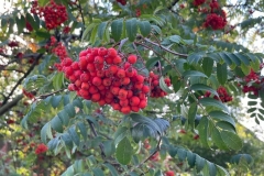 IMG-20220930-WA0299