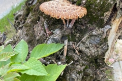 IMG-20220930-WA0310