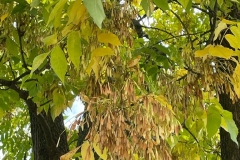 IMG-20220930-WA0312